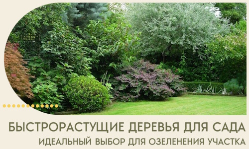 Быстрорастущие деревья для сада идеальный выбор в Боровичах