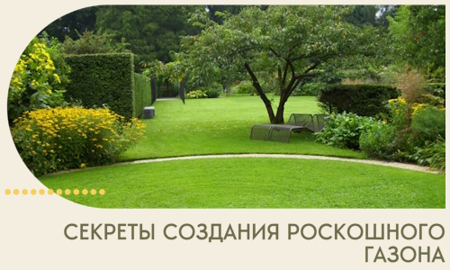 Секреты создания роскошного газона в Боровичах