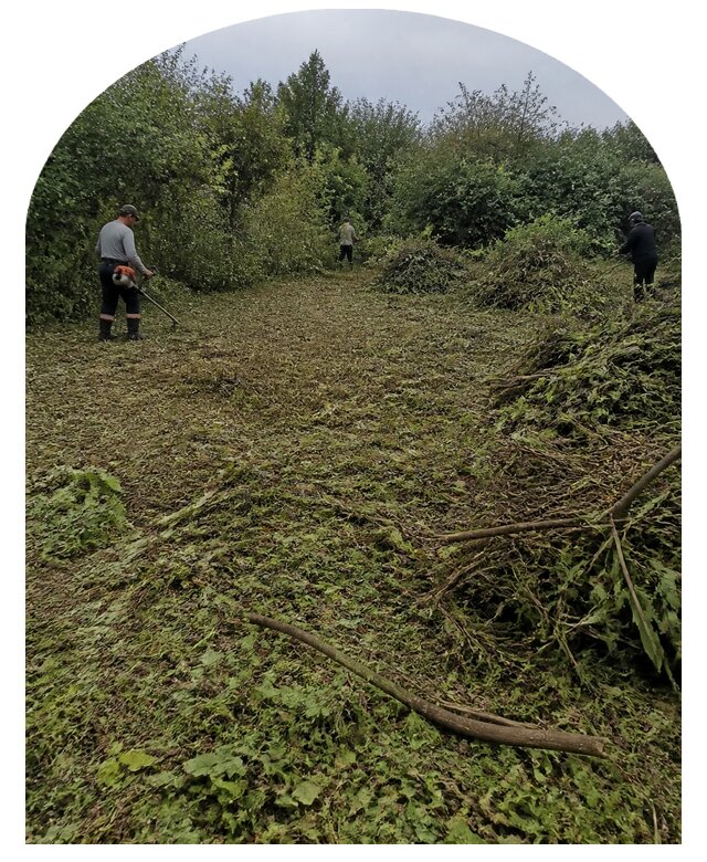 Расчистка заросшего участка в Боровичах от 6775 р. | Метпроект-Брв